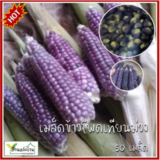 50 เมล็ด ข้าวโพดเทียนม่วง เมล็ดข้าวโพดเทียนม่วง ข้าวโพดเทียน…
