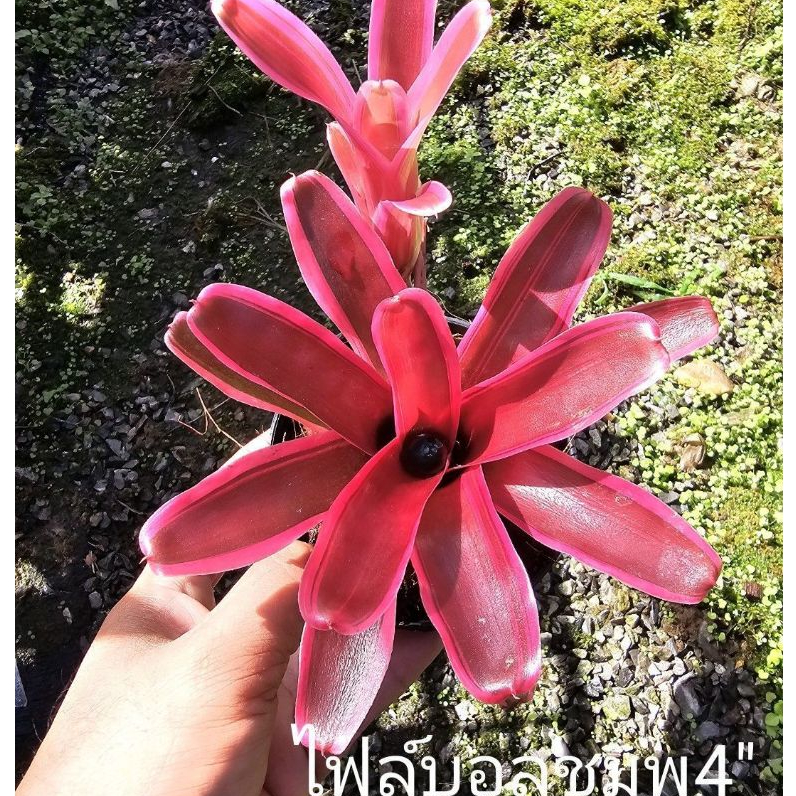 สับปะรดสี สับปะรดสีแดง กระถางขนาด6 นิ้ว