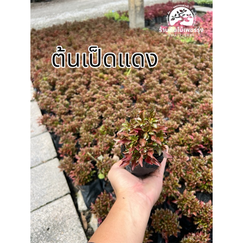 ต้นเป็ดแดง  ต้นปากเป็ดแดง ต้นปากเป็ดแดง ถุง 2 นิ้ว กล้าไม้ 🚚 การขนส่งเสียหายทางร้านเปลี่ยนสิ้นค้าให้ใหม่