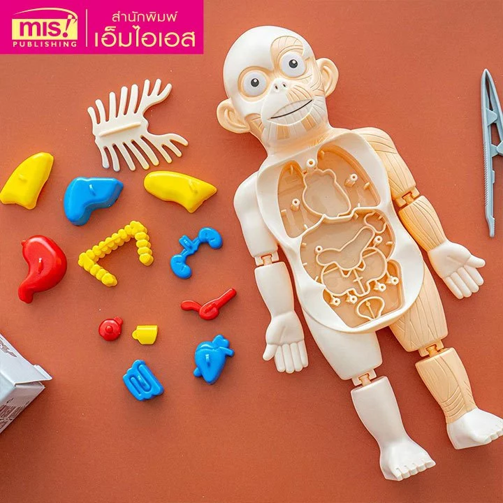 MISBOOK หนังสือระบบร่างกายมนุษย์ ระดับประถม พร้อมโมเดล Human Body และการ์ดคำศัพท์อังกฤษ-ไทย อวัยวะภายใน 11 ใบ thumbnail 7