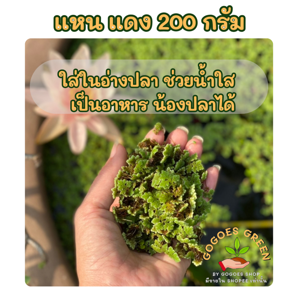 แหนแดง แหนหูหนู กกญี่ปุ่น พืชน้ำเลี้ยงในอ่างปลา ช่วยทำให้น้ำใส เพิ่มอ๊อกซิเจนในน้ำ เป็นแหล่งหลบภัยลูกปลา เป็นอาหารปลาได้