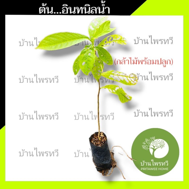 ต้นอินทนิลน้ำ กล้าไม้พร้อมปลูก ต้นไม้ตายระหว่างขนส่ง เคลมฟรี