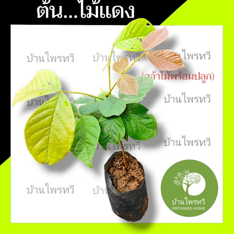 ต้นเเดงนา หรือต้น ไม้เเดง ต้นไม้ตาย เคลมฟรี ทุกต้น  ไม้เเดง ต้นเเดง จะลาน จาลาน ตะกร้อม สะกรอม เพ้ย ปราน บ้านไพรทวี