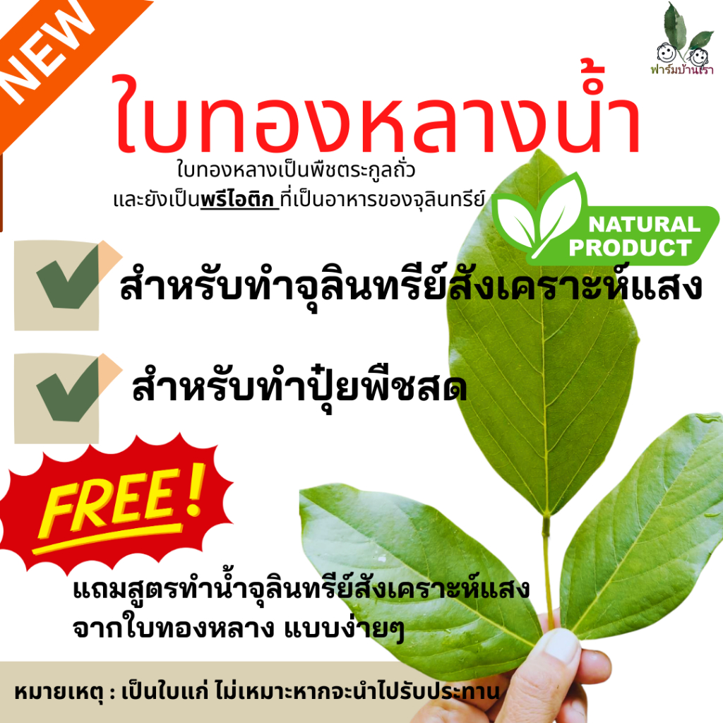 ฟาร์มบ้านเรา ใบทองหลางน้ำ ปุ๋ยพืชสด สำหรับทำจุลินทรีย์สังเคราะห์แสง น้ำหนัก 1kg