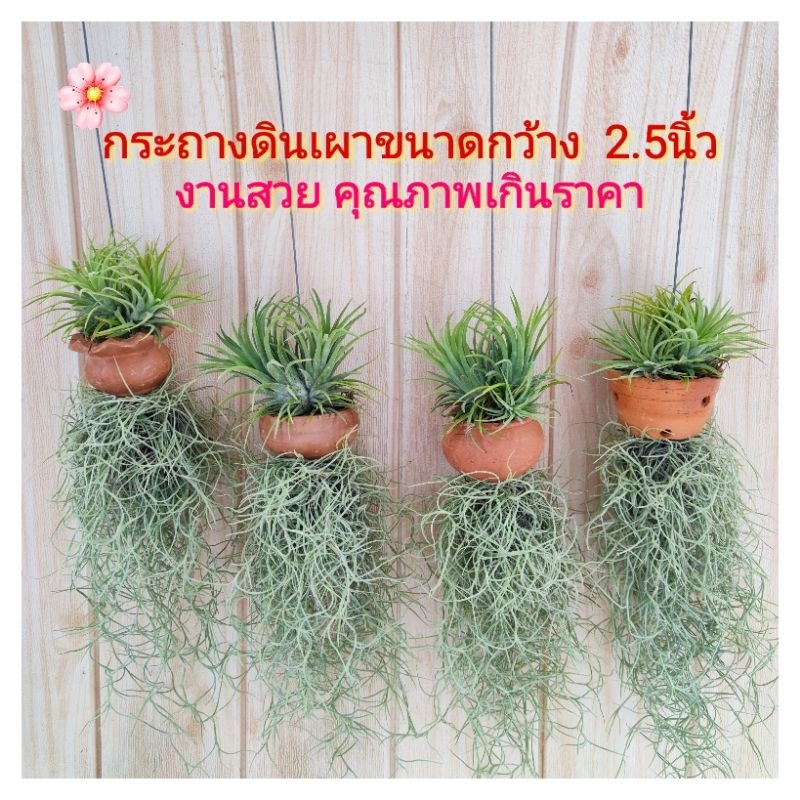 เคราฤาษีแต่งกระถางดินเผา(ขนาด 2.5นิ้ว)