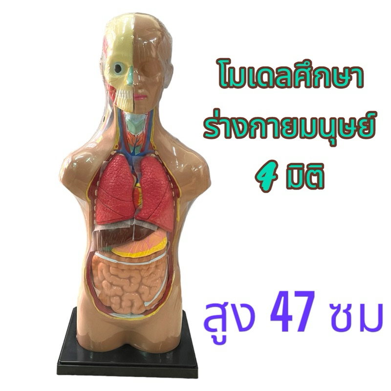 ชุดเรียนรู้โมเดลอวัยวะร่างกายมนุษย์ 4 มิติ พรีเมียม สำหรับเด็กและผู้ใหญ่ – สื่อการศึกษา PVC สมจริง