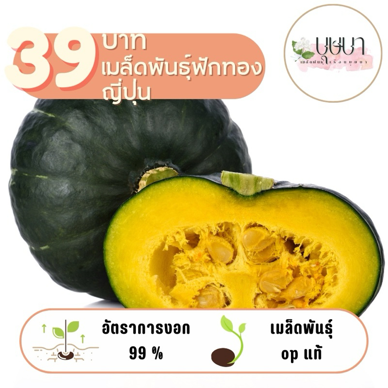 เมล็ดพันธุ์ฟักทองญี่ปุ่น 39บาท 150เมล็ด