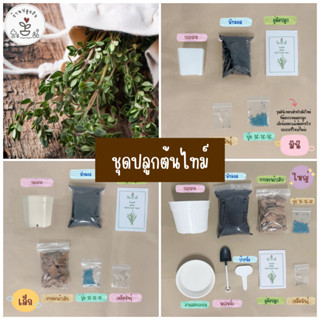 LXG : ชุดปลูกต้นไทม์ ชุดปร้อมปลูกต้นไทม์ English Thyme มี 3 ขนาด