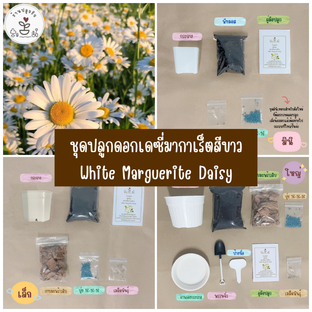 LXG : ชุดพร้อมปลูกดอกเดซี่มากาเร็ตสีขาว (white marguerite daisy) ชุดปลูกเดซี่ ชุดปลูกดอกไม้ ดอกเดซี่ มี 3 ขนาด