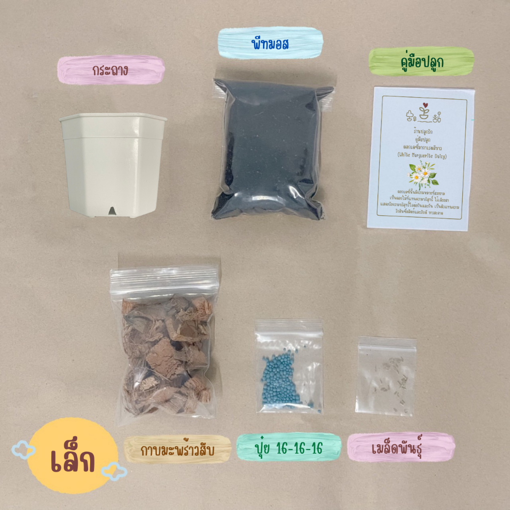 LXG : ชุดพร้อมปลูกดอกเดซี่มากาเร็ตสีขาว (white marguerite daisy) ชุดปลูกเดซี่ ชุดปลูกดอกไม้ ดอกเดซี่ มี 3 ขนาด - รูปที่ 2