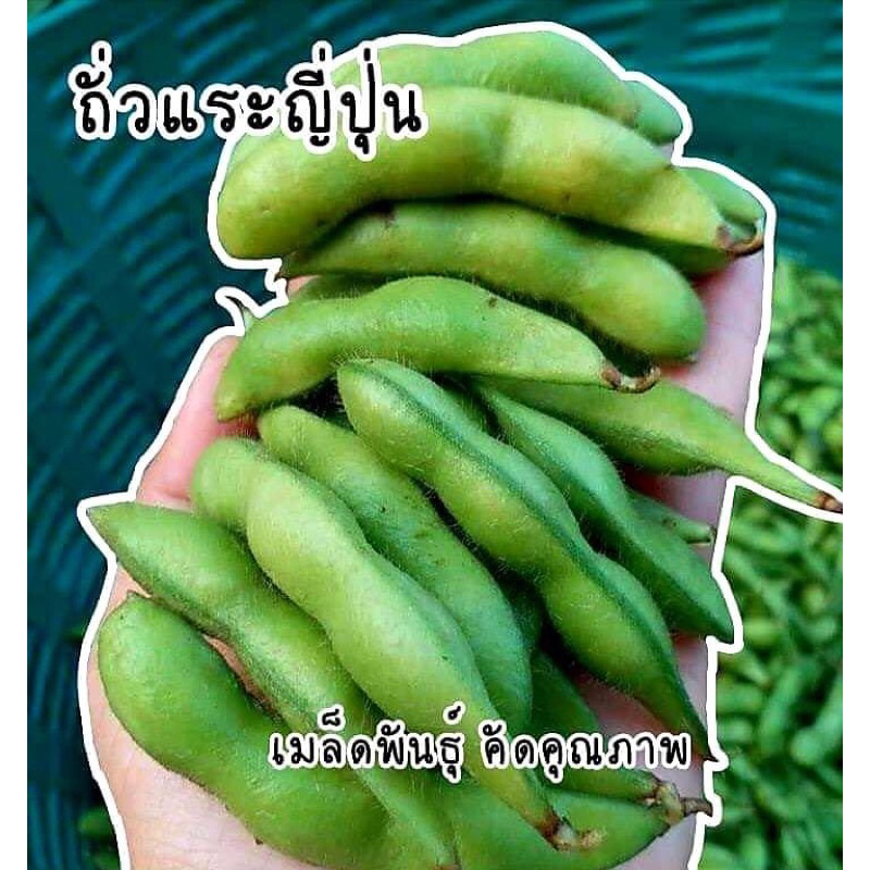 เมล็ดพันธุ์ ถั่วแระญี่ปุ่น กิโลละ400บาท