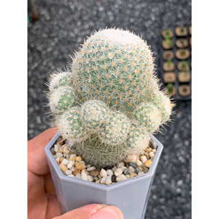 แมมมิลลาเรียเข็มเงิน (Mammillaria geminispina)