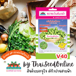 ADV ซฟ เมล็ดพันธุ์ มะเขือพวง พวงเพชร ตราตะวันต้นกล้า V40