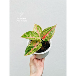 ต้นรวยล้นฟ้า ตระกูลอโกลนีมา Aglaonema ต้นไม้มงคล ต้นไม้ฟอกอากาศ ต้นไม้ความหมายดี ต้นไม้จริง ต้นไม้สีเขียว