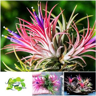 👑ต้น สับปะรดสี Tillandsia Ionantha Fuego แบบกอ ไม้รากอากาศ ไม้ฟอกอากาศ👑