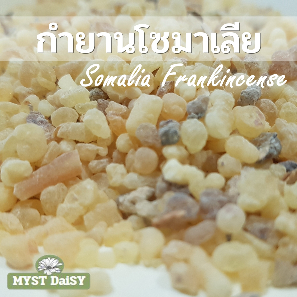 เม็ดกำยานโซมาเลีย (Somalia Frankincense Resin) มีกลิ่นหอมเด่น ใช้สำหรับจุดเพื่อดมกลิ่นหรือสำหรับแช่น้ำมัน(แบบหุงสมุนไพร)