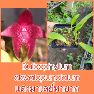 กล้วยไม้สิงโต Bulbophyllum elevatopunctatum แดงมาเลย์หายาก