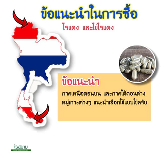 ไรสยาม ไข่ไรแดง ไข่ไรสยาม Moina sp.(แคป 0.2 ก.) ฟักตัวเร็ว อัตราการฟักสูง ไข่เก็บใหม่ทุกสัปดาห์