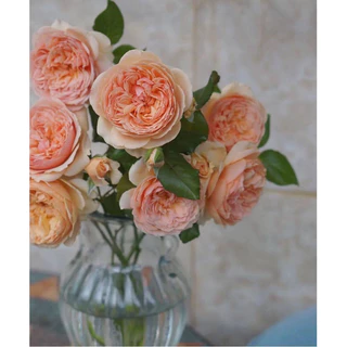 กุหลาบเลื้อย-มาโซระ..Masora..สีส้มแอปปริคอต มีกลิ่นหอมมาก