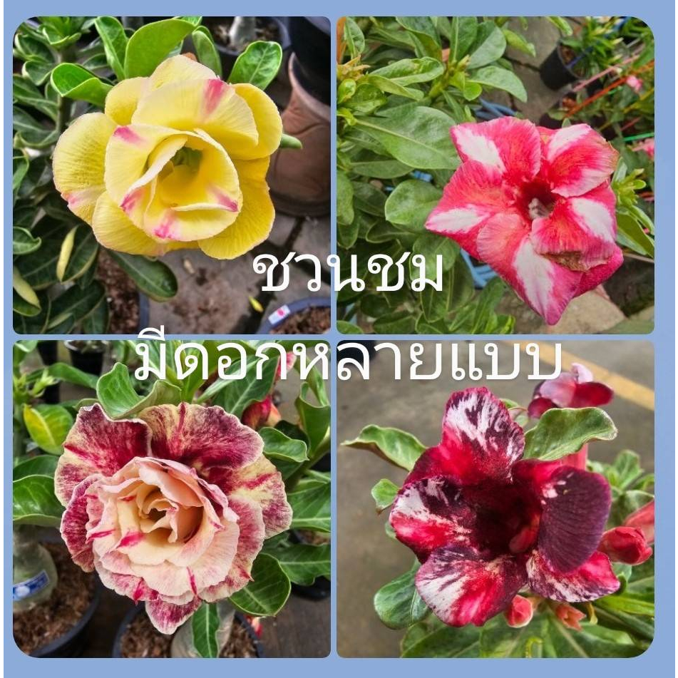 มีประกัน ส่งไว แบบห่อตุ้มชวนชมต้นใหญ่ กระถาง 6 นิ้ว ลุ้นสีดอก ส่งถอนต้นอวบๆต้นแข็งแรงAdeniumไม้มงคล