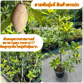 ต้นละมุดกระสวยมาเลย์🌳ขนาด1เมตร กระทาง11” 🌳ติดลูกทุกต้นใหญ่จริงคุ้มมาก