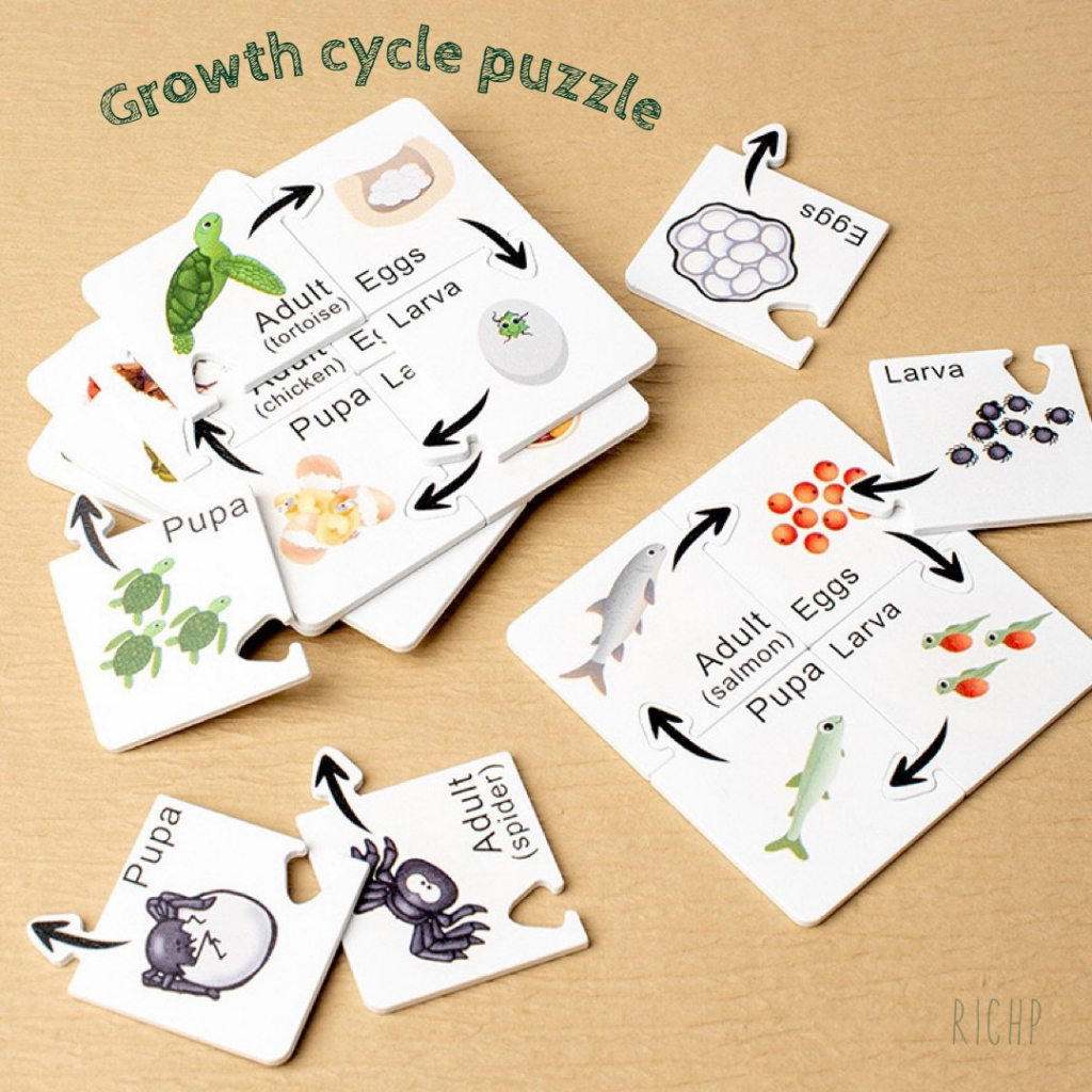 พร้อมส่ง🔥ชุดเรียนรู้วงจรชีวิตสัตว์ต่างๆ ในชุดมี 7 แบบ growth cycle puzzle