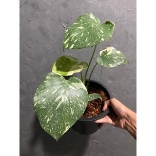 Monstera Deliciousa Thaicon ไทคอนด่างคัดเกรด ลายละเอียด กระถาง 8”