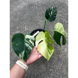 มอนมิ้น มอนสเตอล่ามิ้น มอนมิ้นด่าง monstera MINT VARIEGATED