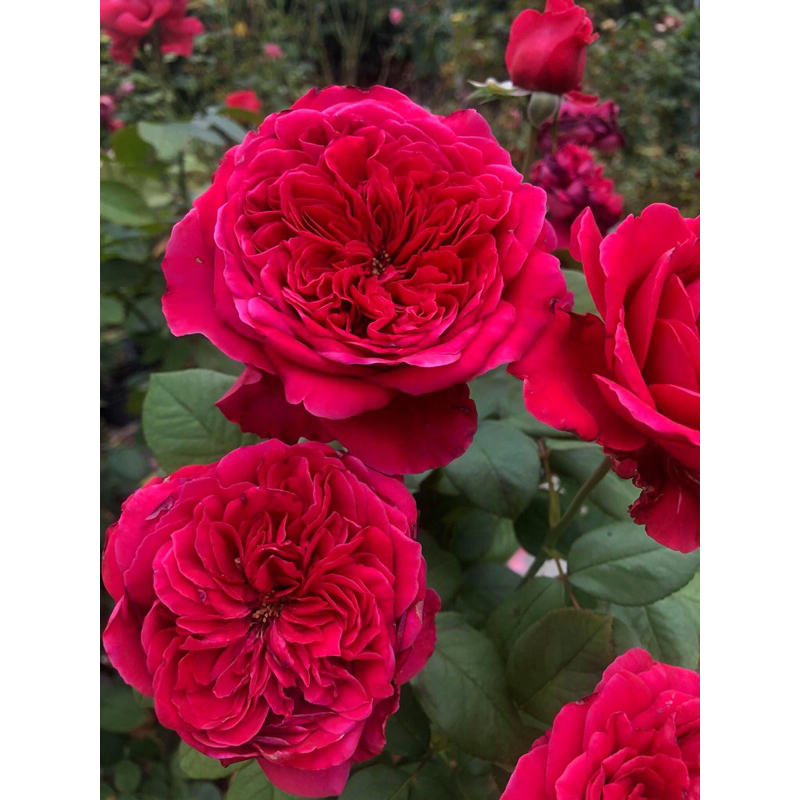 กุหลาบ-รูจรอยัล ”Rouge Royal“  ดอกใหญ่ หอมมาก