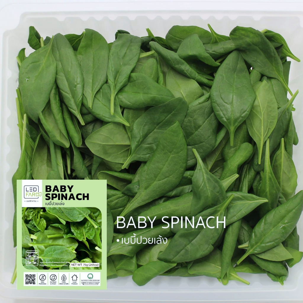 [ตัดสดทุกออเดอร์] เบบี้ปวยเล้ง (Baby Spinach) [ส่งด้วยรถควบคุมอุณหภูมิ]
