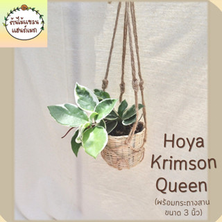 🌼โฮย่าด่างชมพู Hoya carnosa Krimson Queen ในกระถางไม้ไผ่ขนาด 3 นิ้ว ห้อยด้วยเชือกป่าน พร้อมตะขอแขวน