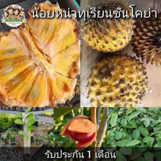 น้อยหน่าทุเรียนซันโคย่า Soncoya (Annona Purpurea) จากประเทศเม็กซิโก ผลไม้เขตร้อน ปลูกได้ในไทย ผลไม้แปลก