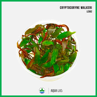 [APC] Cryptocoryne walkeri (คริปวัลคีรี่) [ไม้น้ำ - Aquatic Plants] LC992