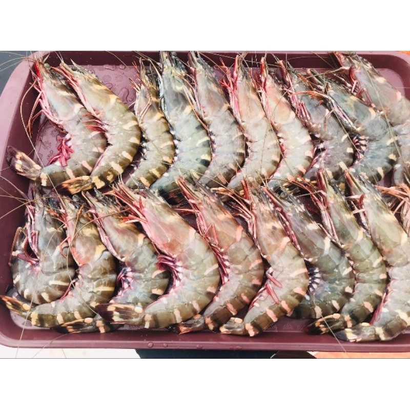 🦐 กุ้งลายเสือ คัดไซส์ ไซส์ใหญ่ ไฟส์จั้มโบ้ สด เนื้อหวาน เนื้อเด้ง สดจากทะเลสงขลา