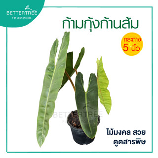 ฟิโลเดนดรอนก้านส้ม กระถาง 5 นิ้ว  Philodendron billietiae Croat ต้นไม้มงคล ต้นไม้ฟอกอากาศ ต้นไม้