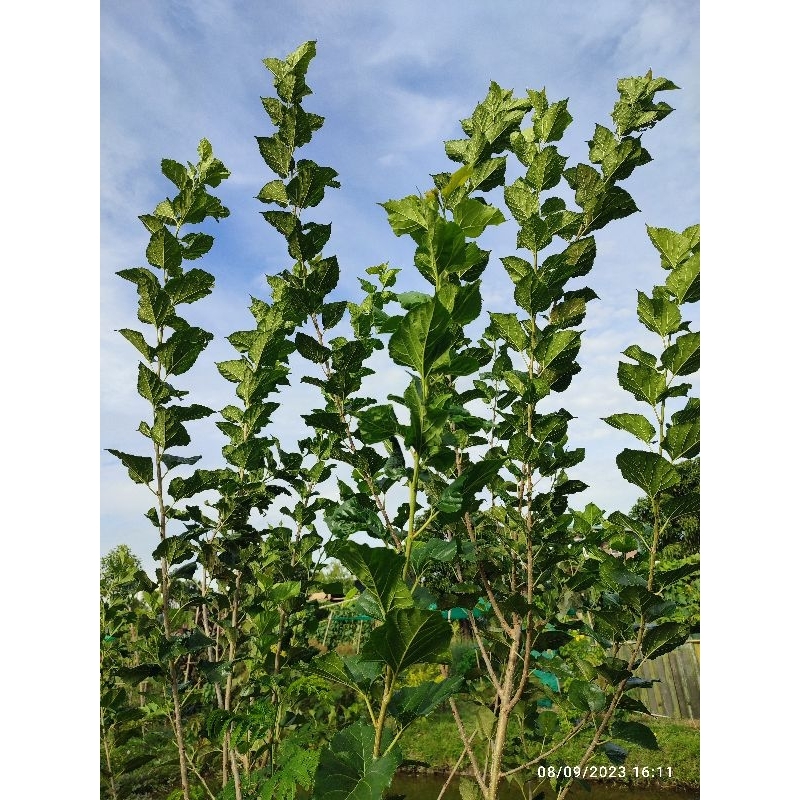 ใบหม่อนสดออแกนิค 🍃 7️⃣0️⃣🍃ใบ  เก็บสดๆทุกออเดอร์ข
