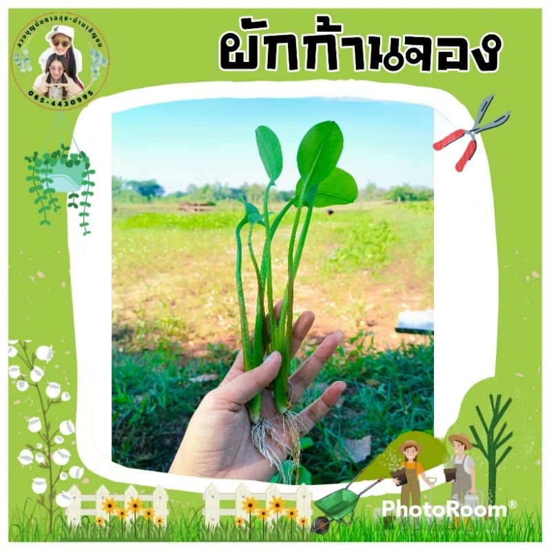 พันธุ์ผักก้านจอง ผักพายกล้าเล็ก(50ต้น)