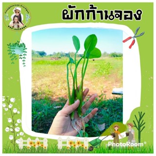 พันธุ์ผักก้านจอง ผักพายกล้าเล็ก(50ต้น)