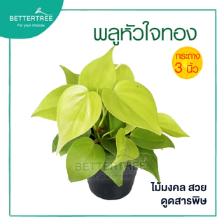 พลูหัวใจทอง กระถาง 3 นิ้ว ไม้ฟอกอากาศ ต้นไม้ในร่ม