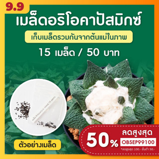 เมล็ดแคคตัส อริโอคาร์ปัสมิกซ์ ชุดล่ะ 15 เมล็ด ( Ariocarpus Mix)