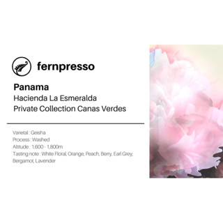 Panama Hacienda La Esmeralda Private Collection Canas Verdes 100g