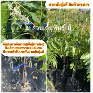 ต้นสะเดามันทวาย(พันธุ์ขาวผ่อง)กิ่งเสียบยอดขนาด30-40cmมีรากเเก้วรับประกันสายพันธุ์เเท้