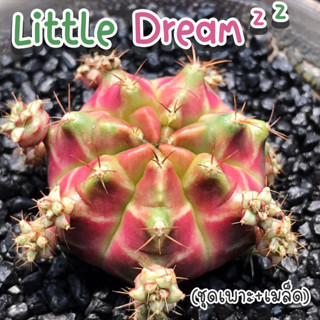 ชุดเพาะเมล็ด ❗️จำนวนจำกัด❗️ 👑 Little Dream 👑 ( Little Dream ผสม DayDream) 🌵กระบองเพชร/แคคตัส 🌵