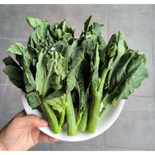 เมล็ดคะน้าฮ่องกง 500 เมล็ด(ซื้อ5แถม1คละได้)