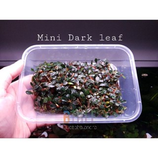 Bucephalandra Mini Dark leaf บูเซปใบเล็ก ใบโทนดำเข้ม