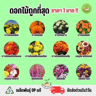 ราคาถูกที่สุด เมล็ดพันธุ์ดอกดาวเรือง และดอกไม้ประดับอื่นๆ