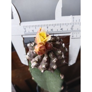 cactus copiapoa hypogaea กราฟตอสามเหลี่ยม