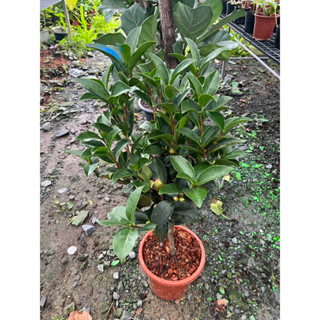 ดอกสีแดงนำเข้าพร้อมบสน 🌺Camellia Japonica drama Girl เกสรเหลือง 80-100cm