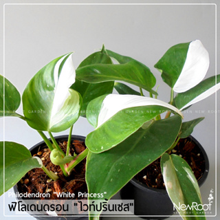 NewRootGarden ฟิโลเดนดรอน ไวท์ ปริ๊นเซส Philodendron White Princess ไม้ใบ ไม้ด่าง ไม้ประดับในร่ม