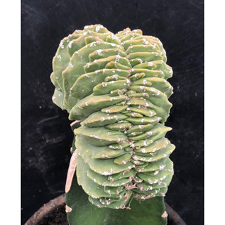 แคคตัส มาริโอคริส A.myriostigma cristata cactus ไม้กราฟ จำนวน 1 ต้น